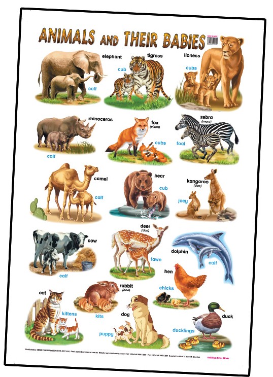 Плакат Animals And Their Babies (ламінація).j