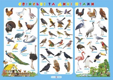 Плакат "Домашние и дикие птицы"