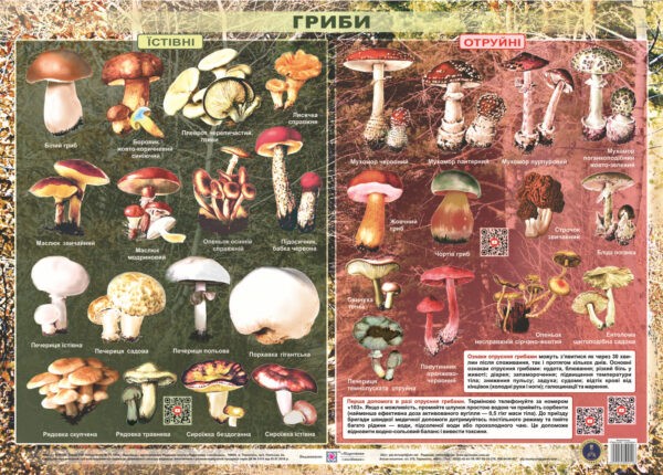 Плакат Їстівні та отруйні гриби